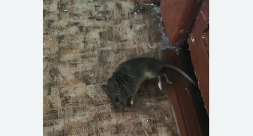 Дезинфекция от мышей в Фрязино