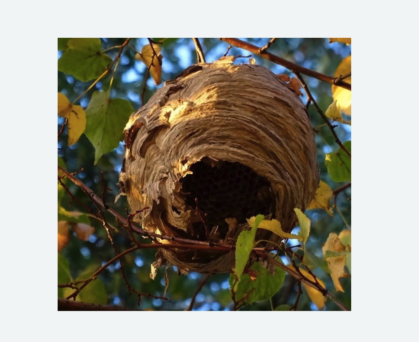 Обработка от шершней в Фрязино