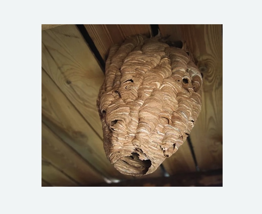 обработка от шершней в Фрязино