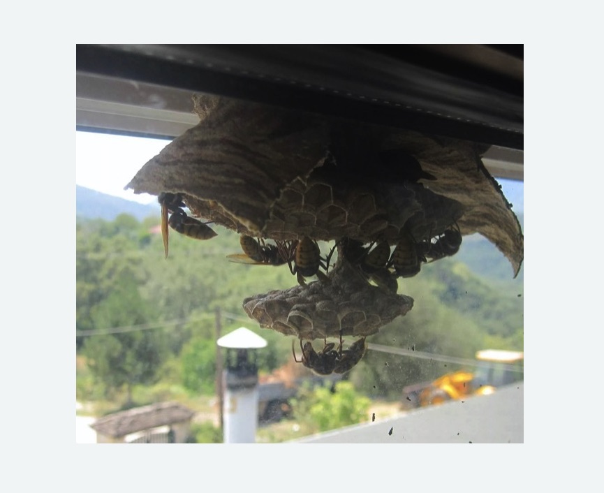 Уничтожение гнёзд шершней в Фрязино