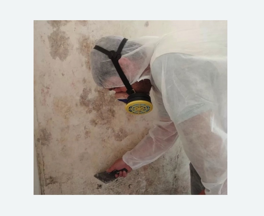Обработка стен от плесени в Фрязино