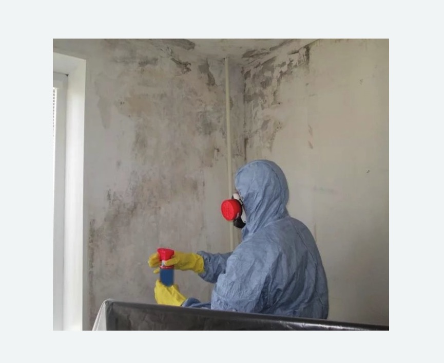 Удаление плесени в квартире в Фрязино