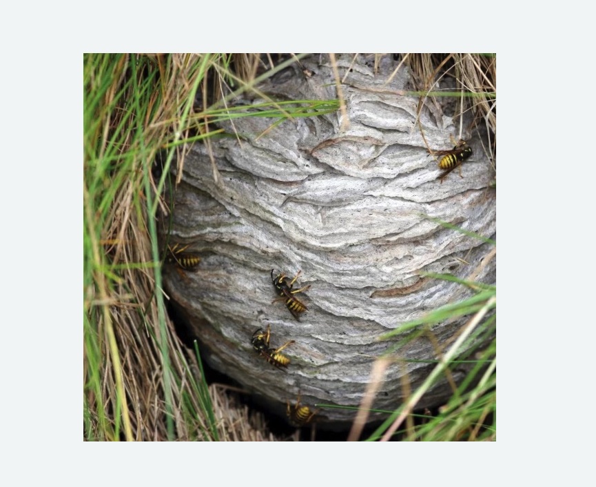 Уничтожение ос и ульев в Фрязино